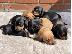 PoulaTo: Dachshund